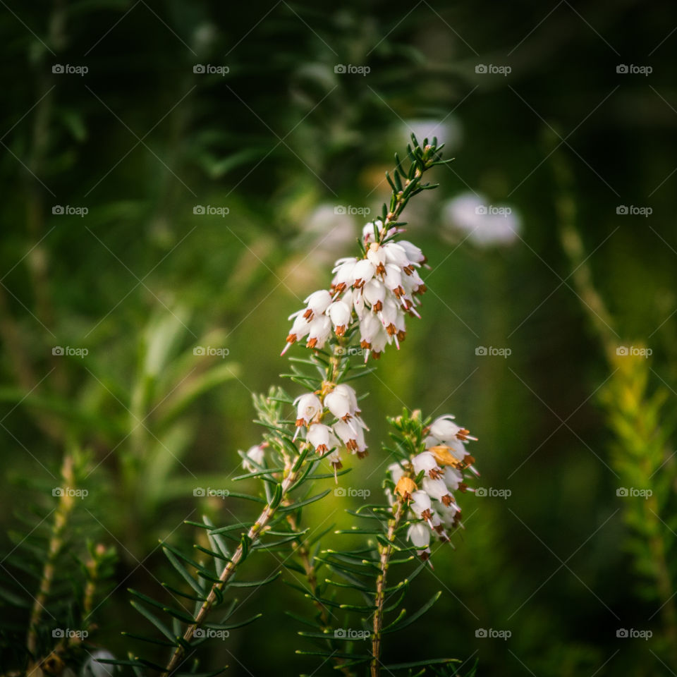 Spring flowers in London