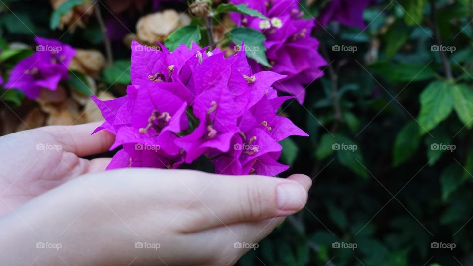 Flowers#blossom#clors#nature#hands