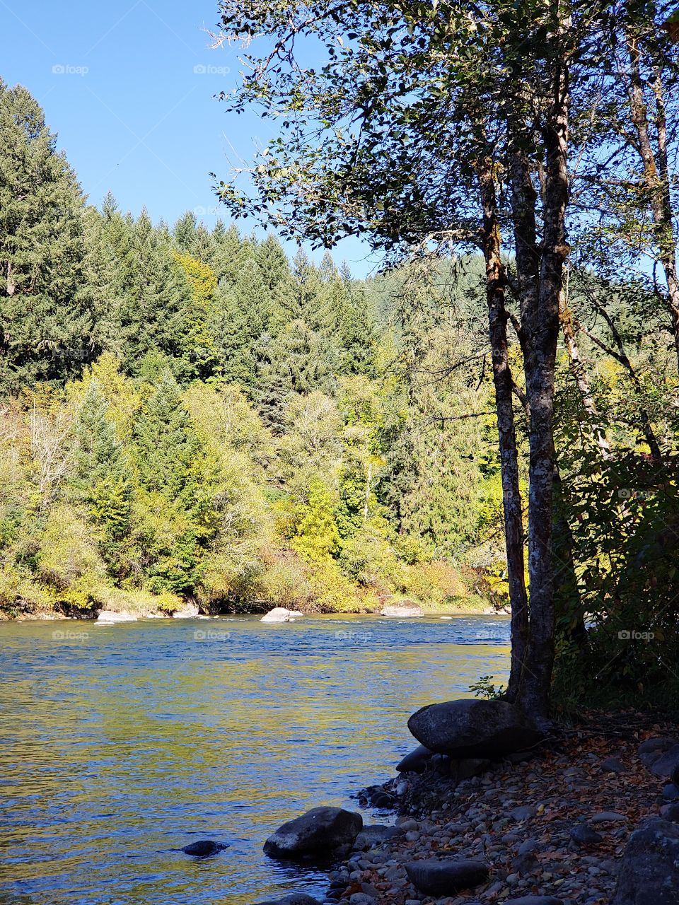 Rocks, trees, and fall foliage in beautiful colors along the banks of the McKenzie River in Western Oregon on a sunny autumn day.