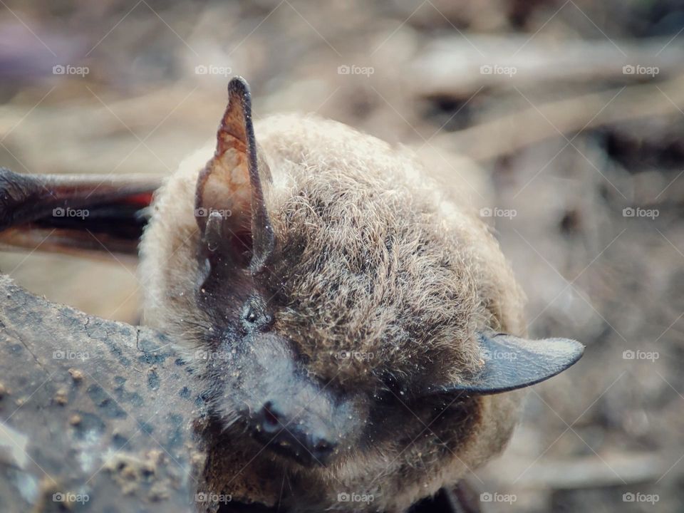 Nathusius's pipistrelle, Animal