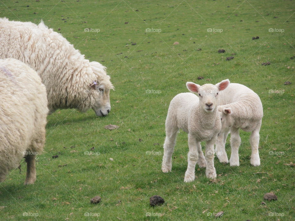 Lambs And Sheep