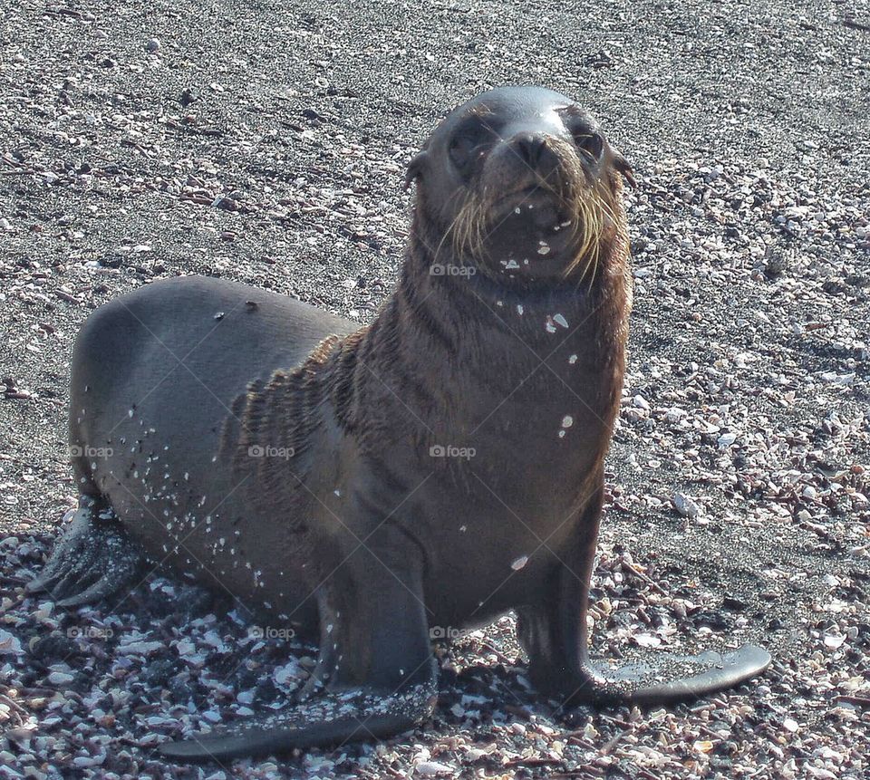 Sea lion chilling