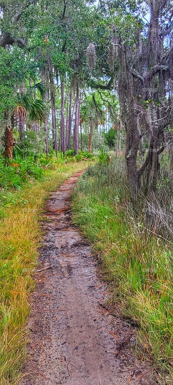 Marsh path