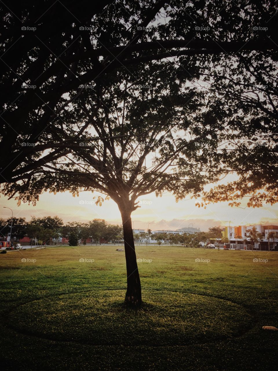 A lone tree at the park.