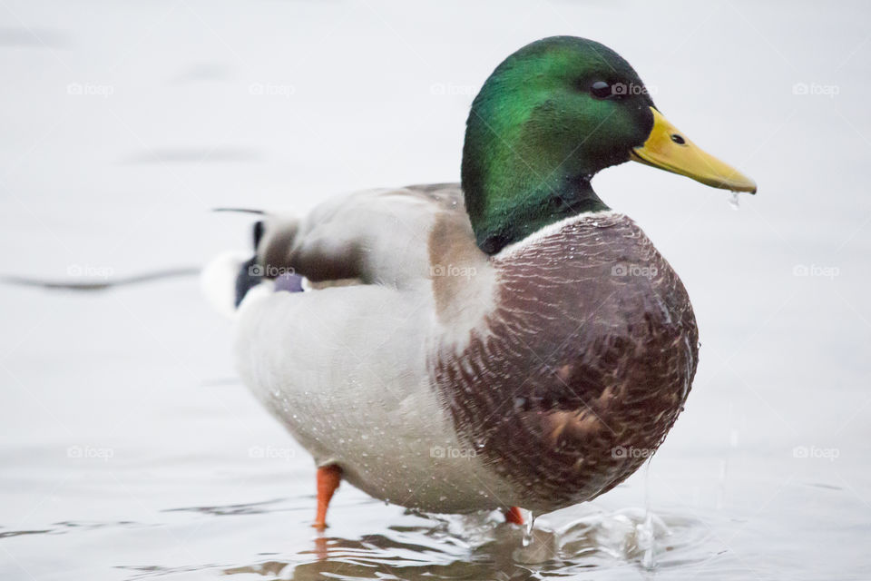Beautiful male mallard duck