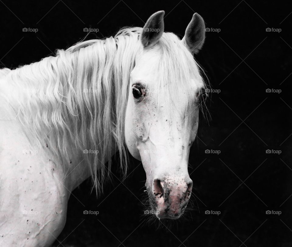Portrait of a horse