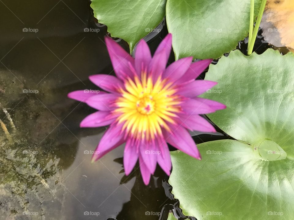 Lotus flower plant in Thailand 
