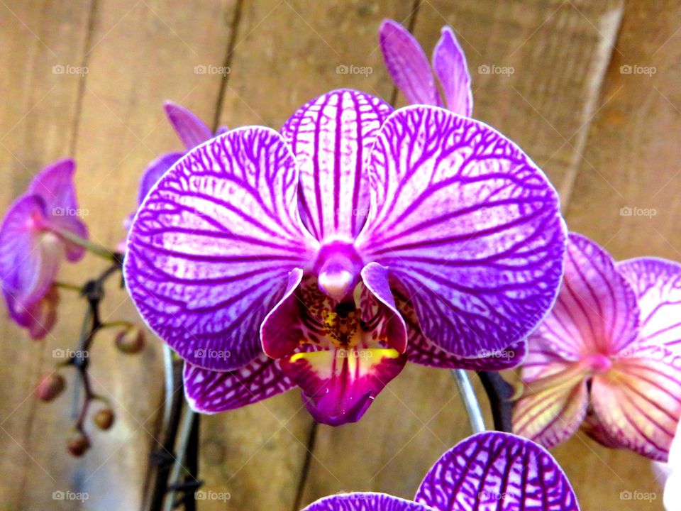 orchid