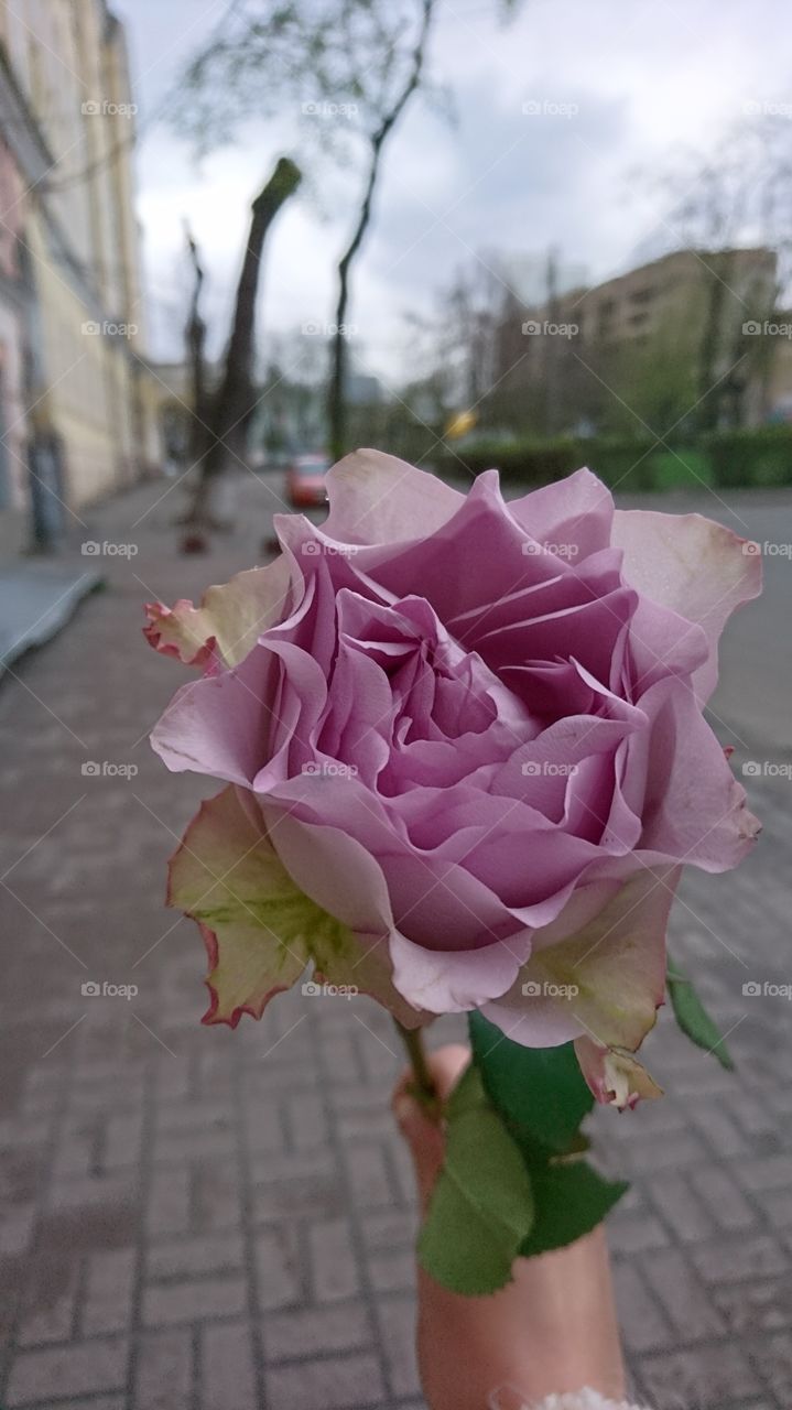 Purple rose 🌹