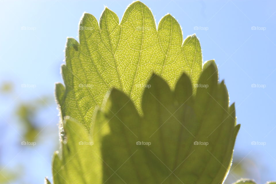 Leaf