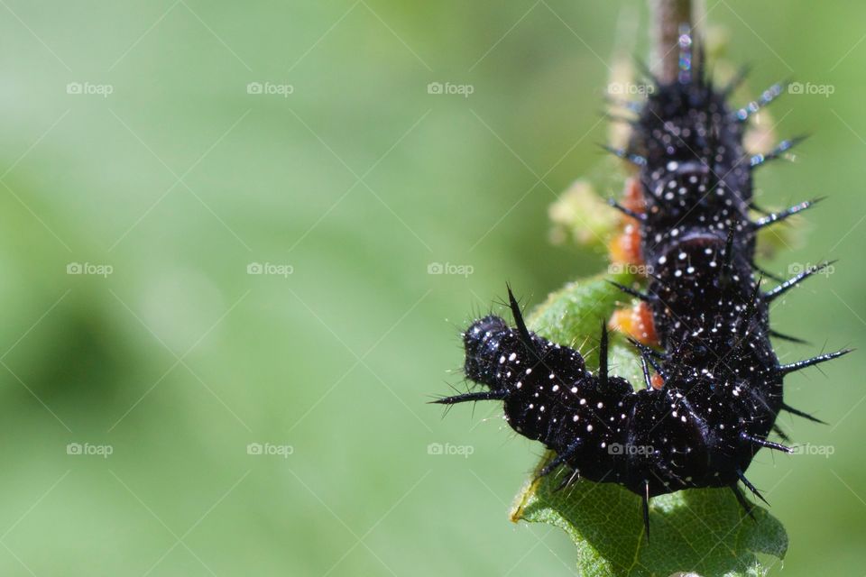 Close-up of black caterpillar