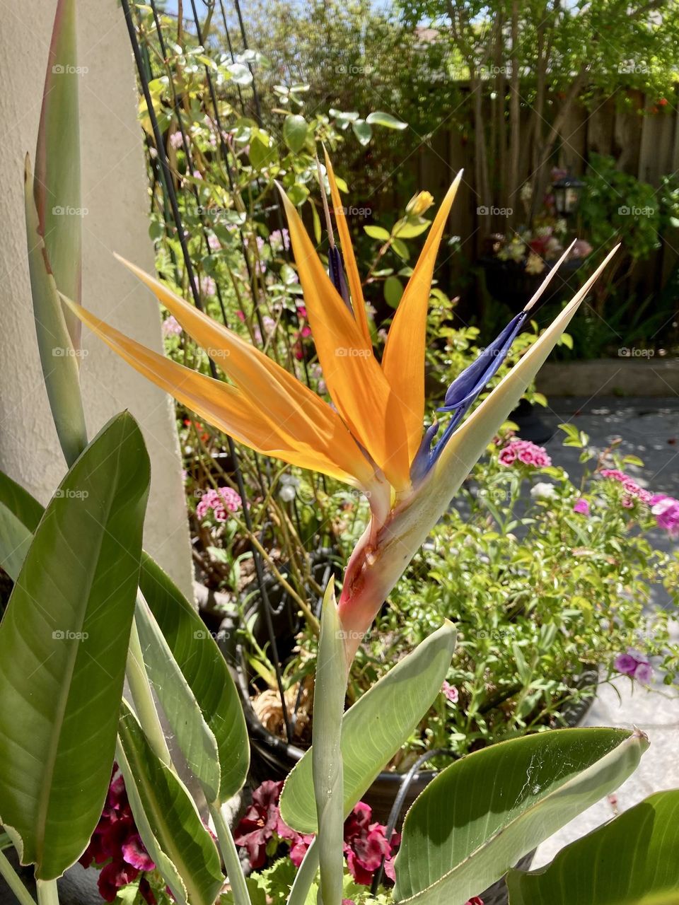 Bird of Paradise flower in the backyard 