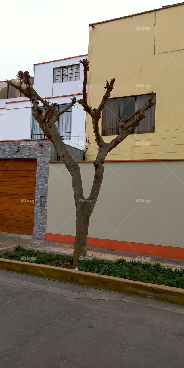 The trees do not die standing 3