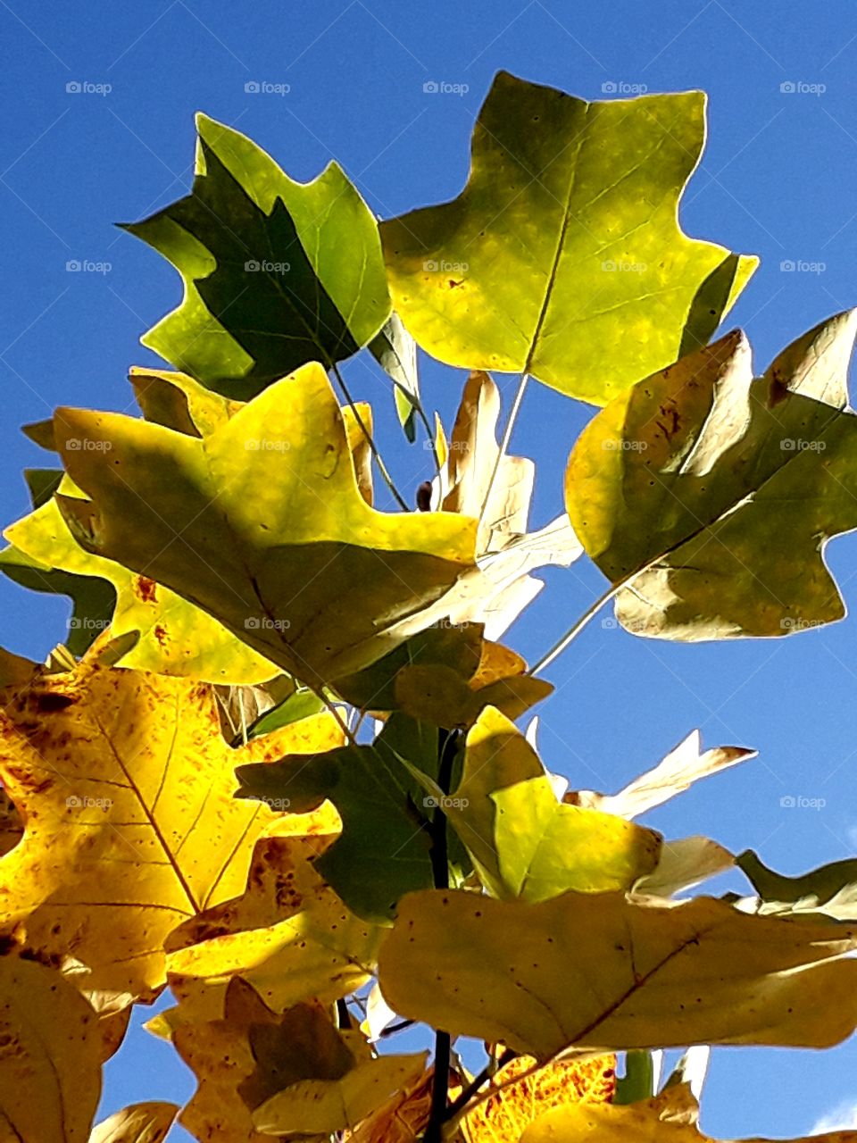 sunlit golden leaves of tulip tree against blue sky