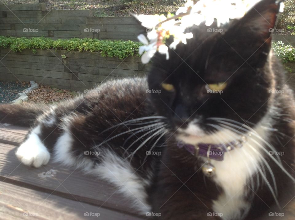 My black and white tuxedo cat enjoying the beautiful Spring day.