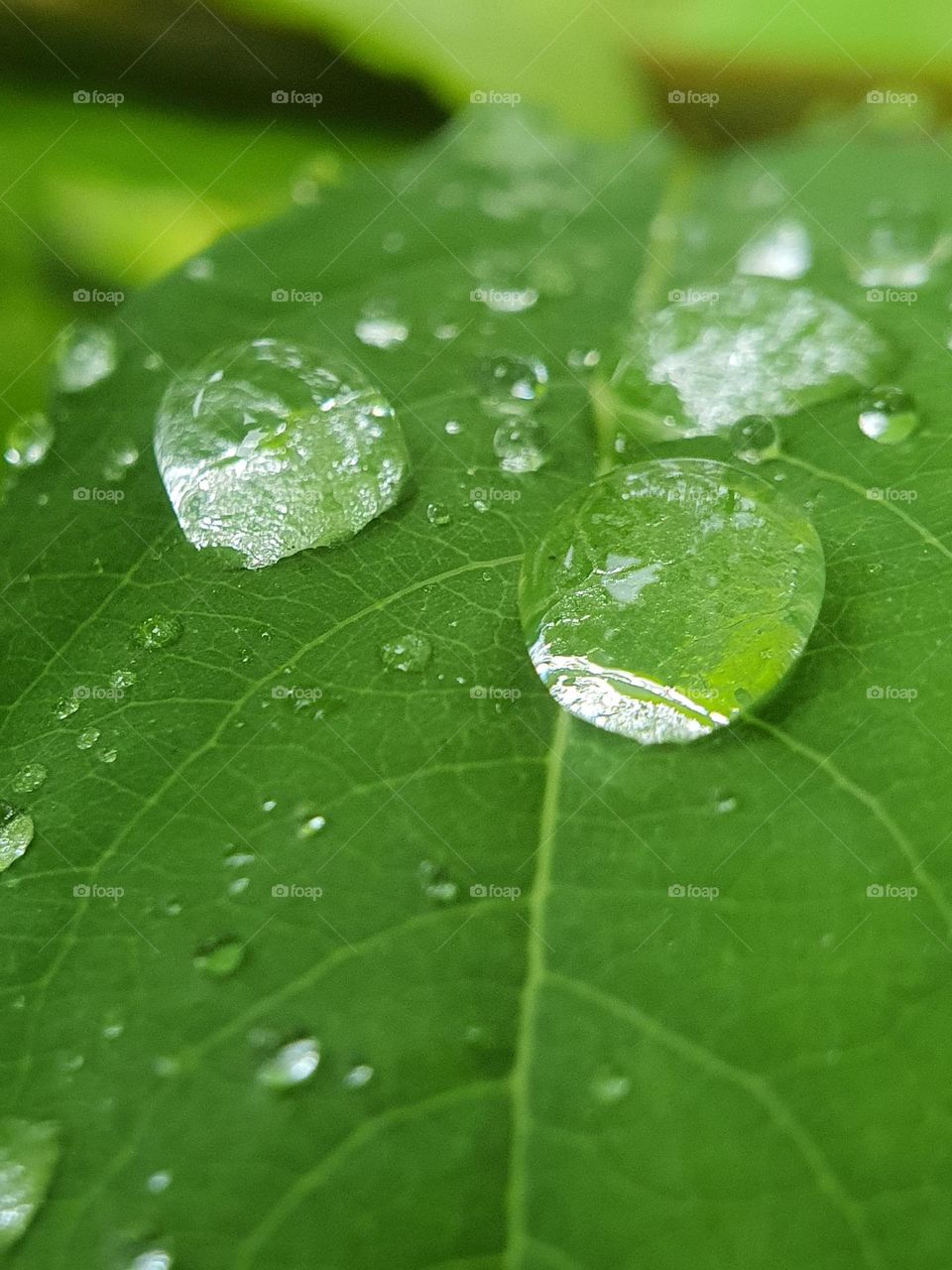 Rain Droplets on Green Leaf