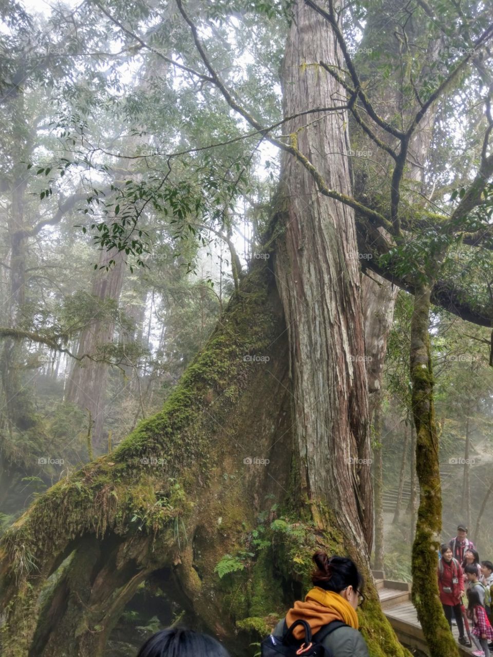 Walking on the forest park, watching one observing the "Divine Trees", that is a healthy, ecological learning tour. the air is full of findofine anion. good to health.