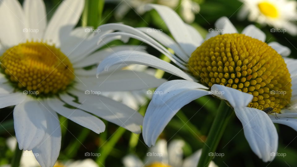 chamomiles-colors for fortune-telling