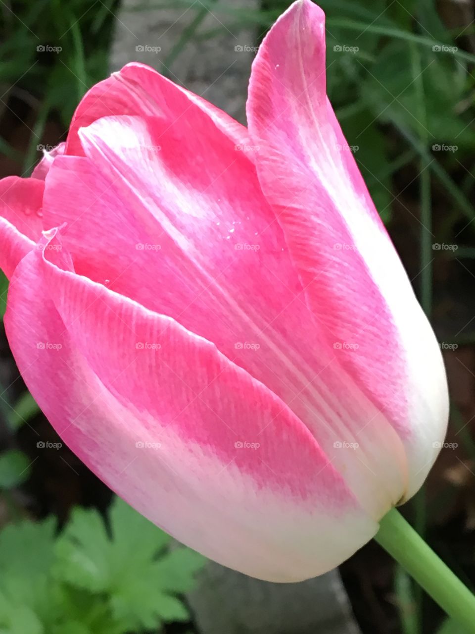 Pink & white Tulip 