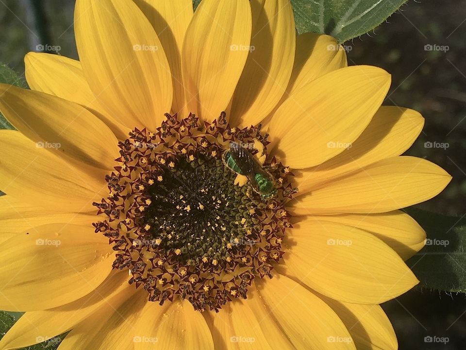 Green sweat bee enjoying sunflower nectar on a nice beautiful spring day