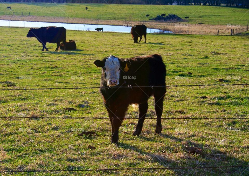 Grazing in the Pasture