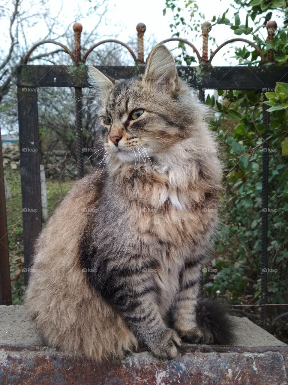 Beautiful fluffy cat.