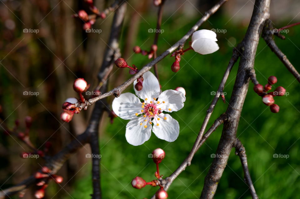 Close-up of cherry blossoms