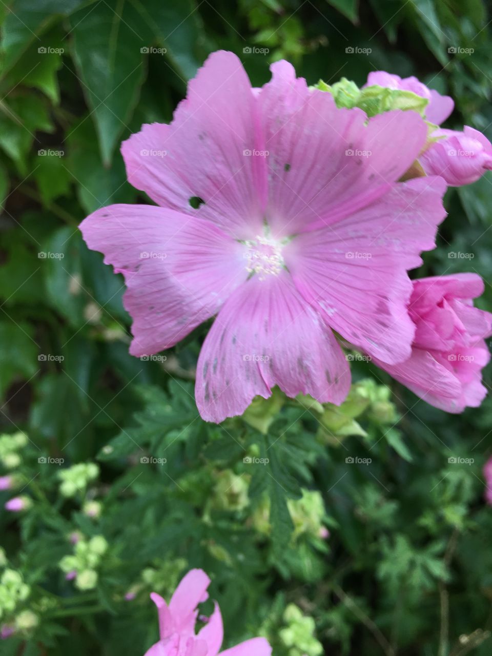 Pink flower