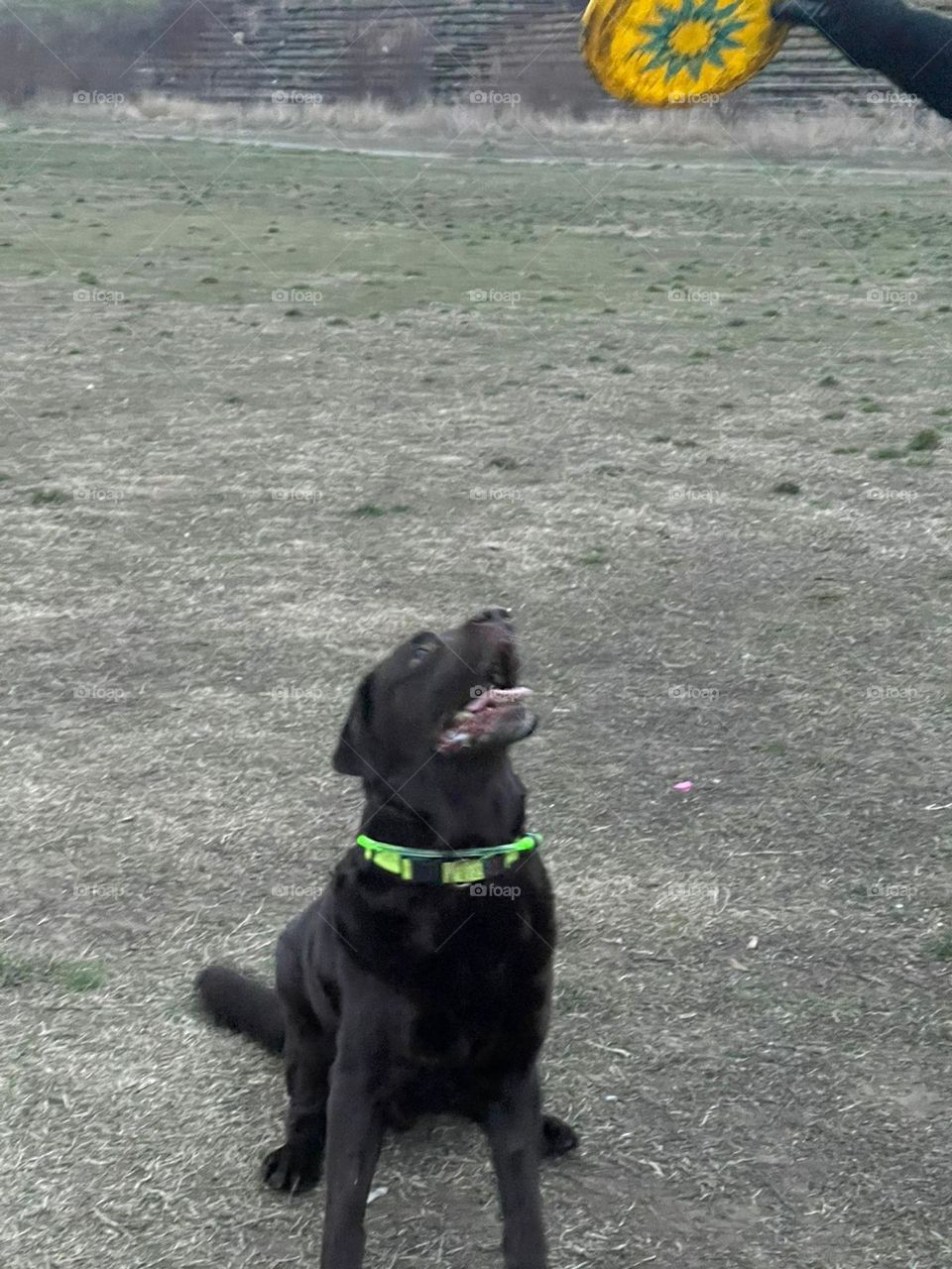 Playing with frisbee