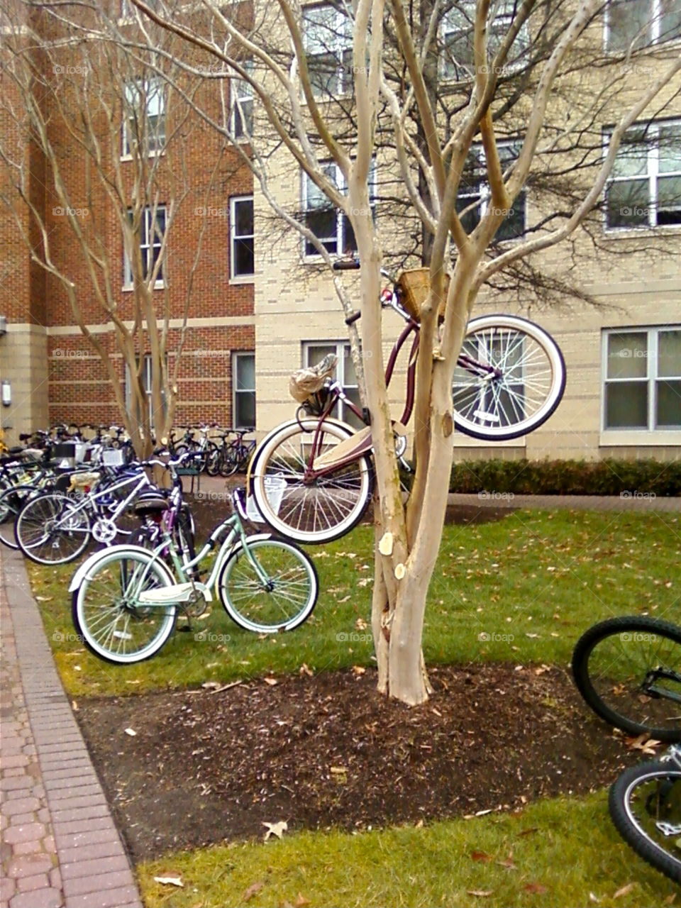 Bike in the tree