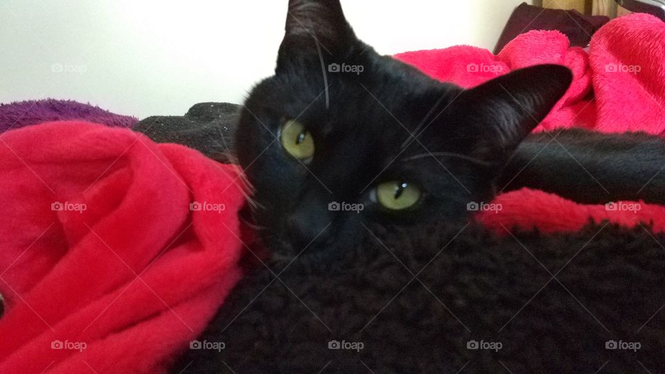 Cat posing under covers.
