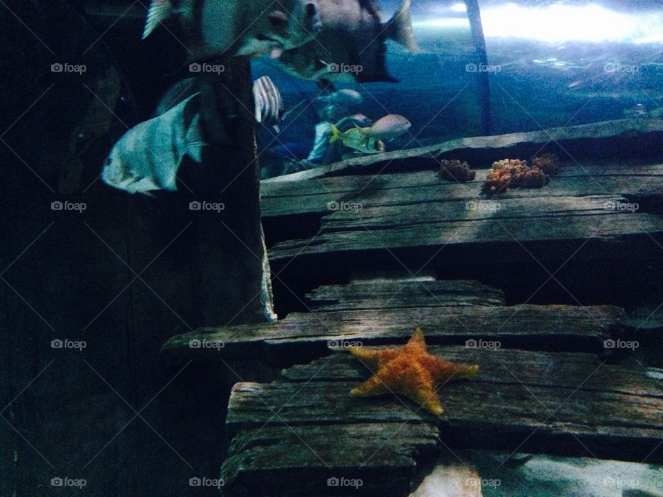 Lone star. Lone starfish. 
