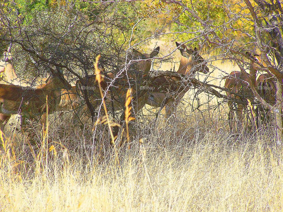 Springbok