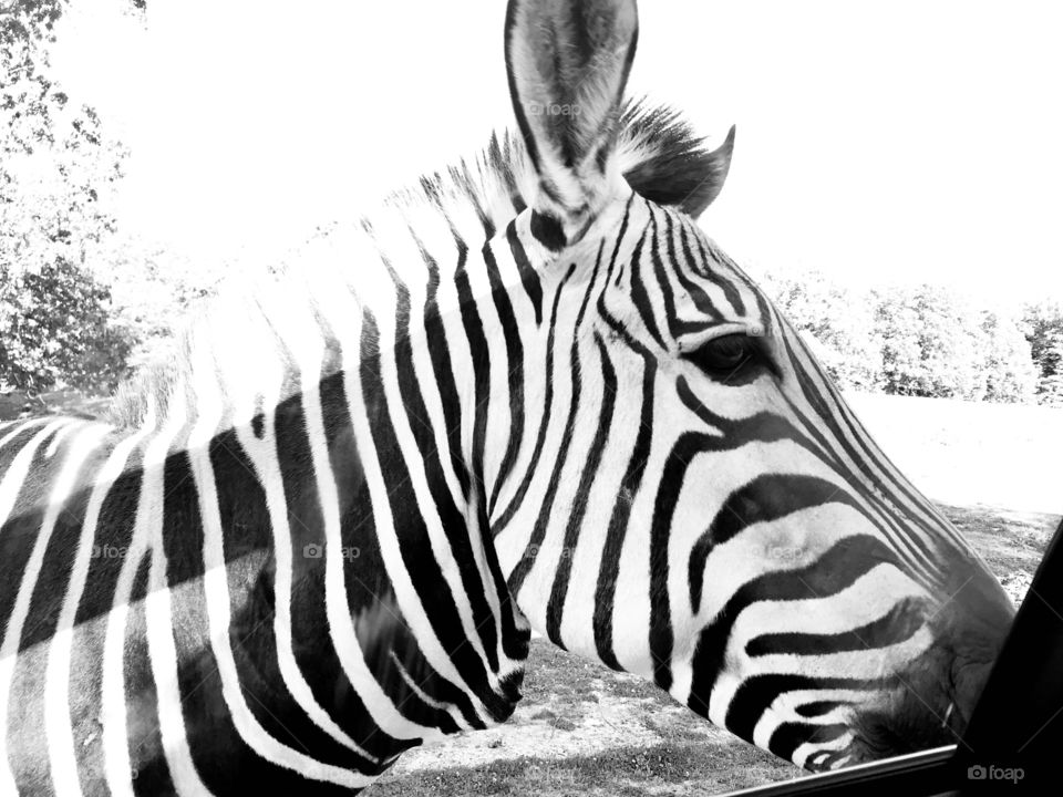 Beautiful photo of side profile of zebras head makes for a stunning black and white photo! 