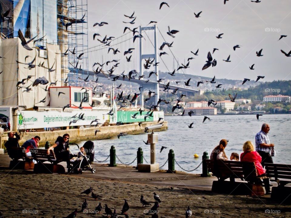 Bridge Istanbul & pigeon 