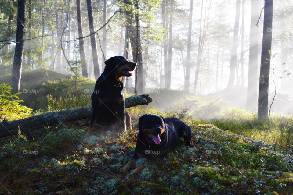 Two dog in forest