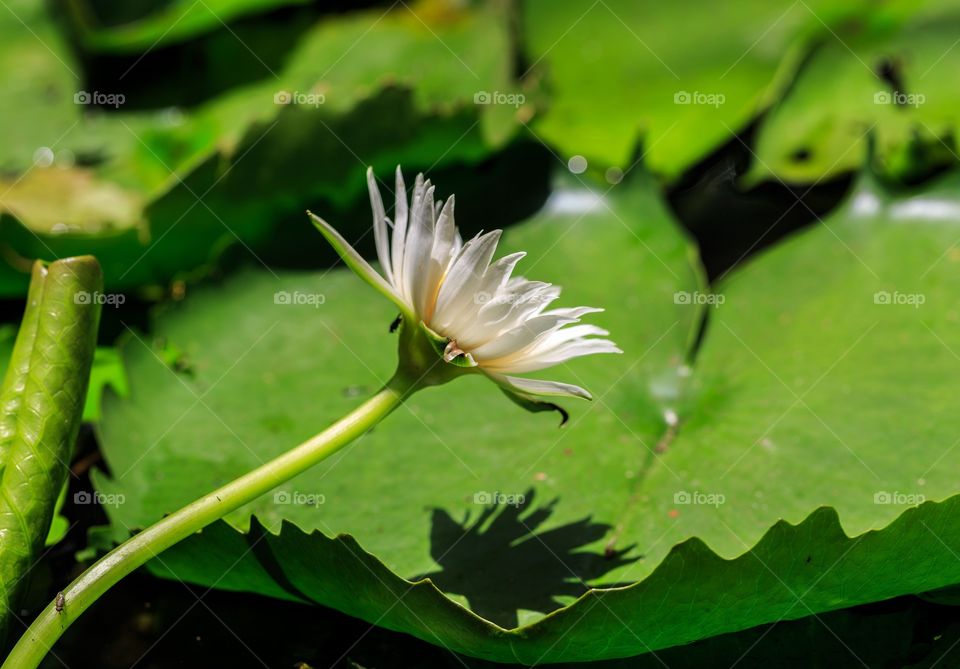 a white water lily and it's shadow