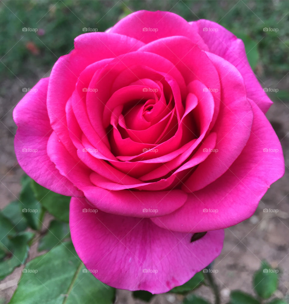 🌹 🇺🇸 Very beautiful flowers to brighten our day.  Live nature and its beauty. Did you like the delicate petals? / 🇧🇷 Flores muito bonitas para alegrar nosso dia. Viva a natureza e sua beleza. Gostaram das pétalas delicadas? 