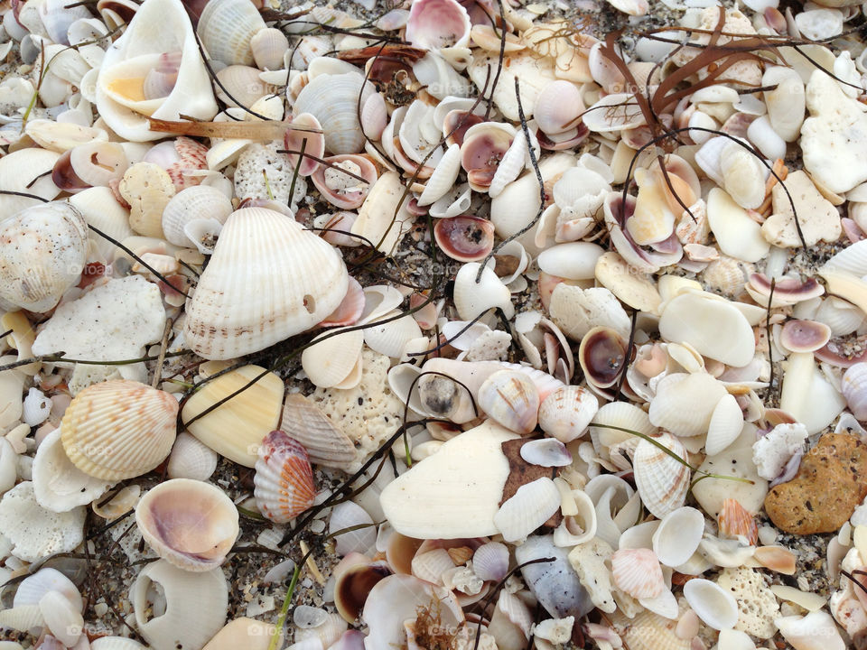 Shells