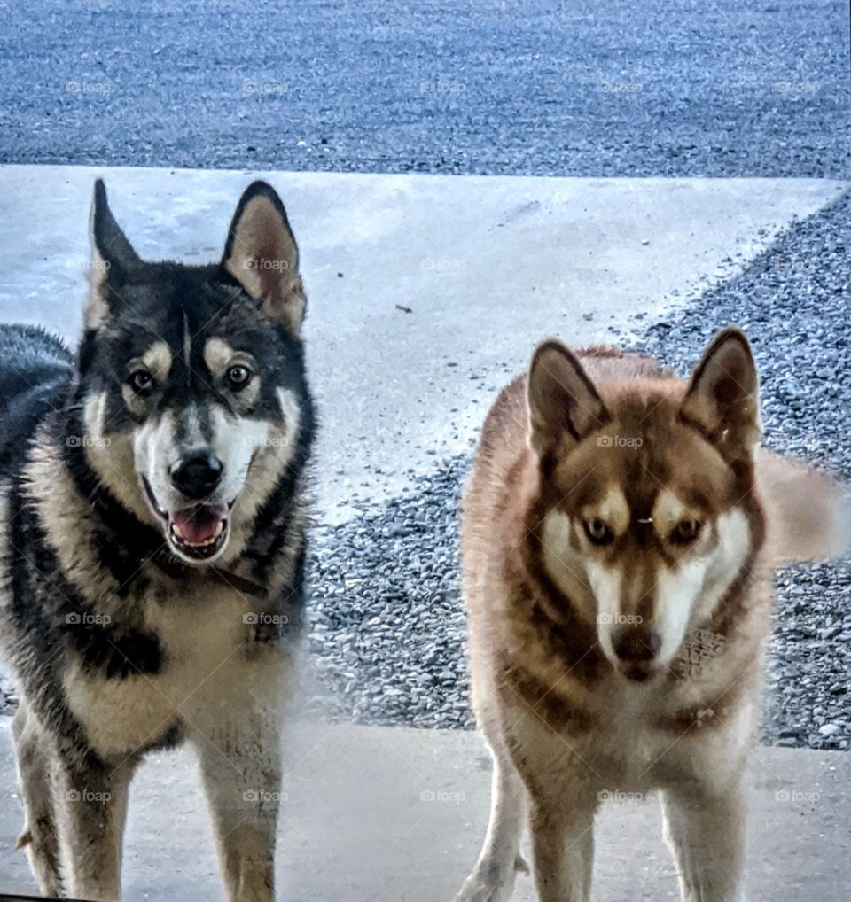 huskies