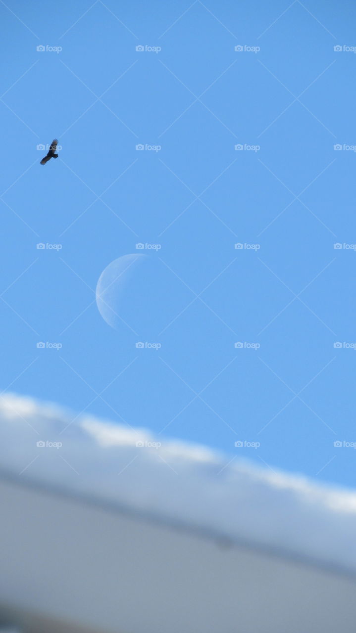 Sky, Flight, Airplane, Bird, Smoke