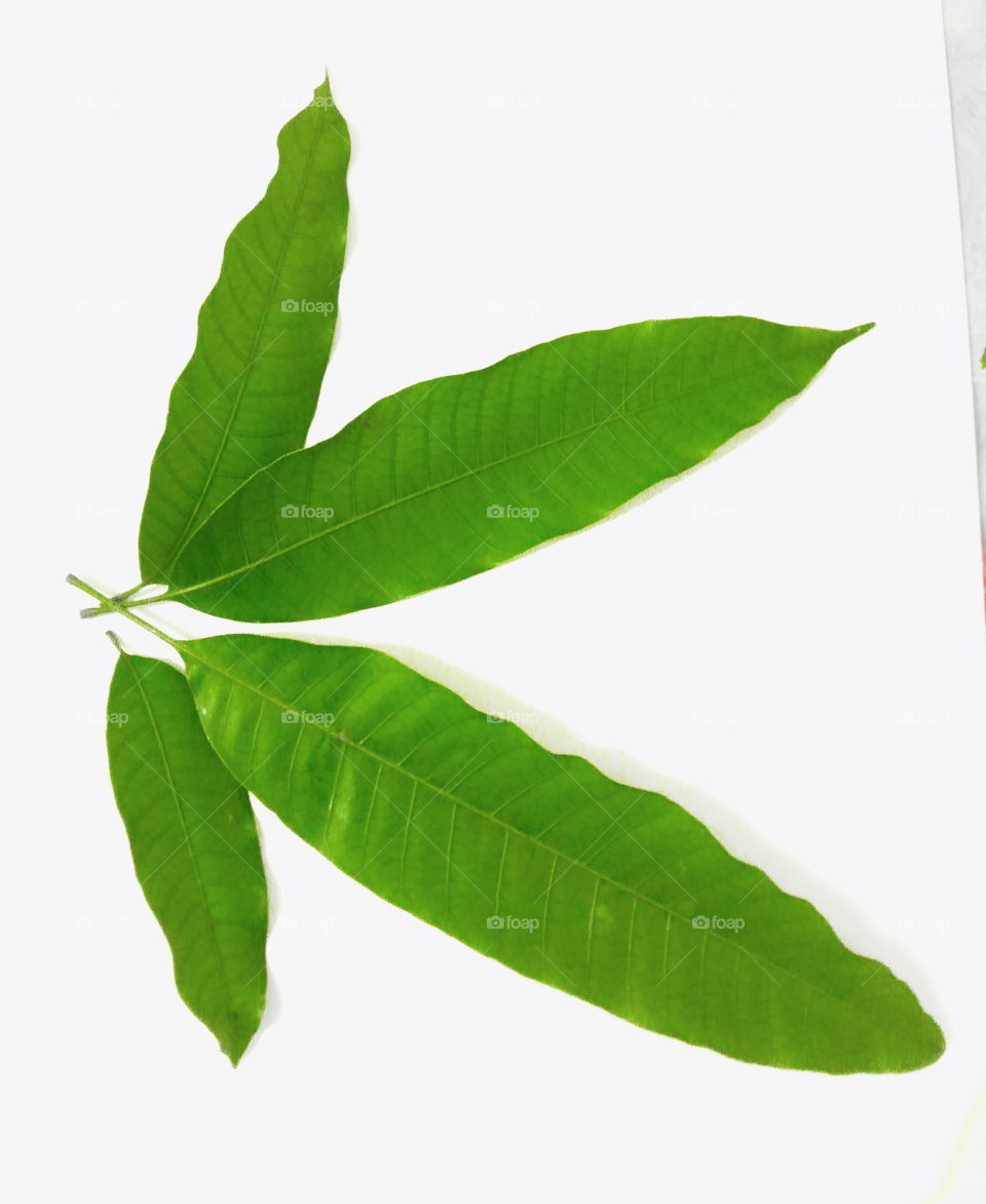 Four manggo leaves