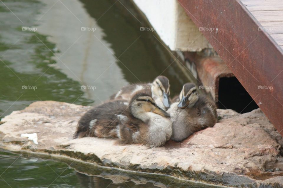 Baby ducks at rest 