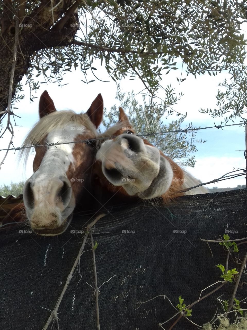 tender cute horses