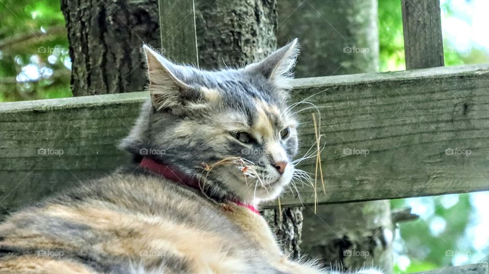 My cat after chasing a Chipmunk