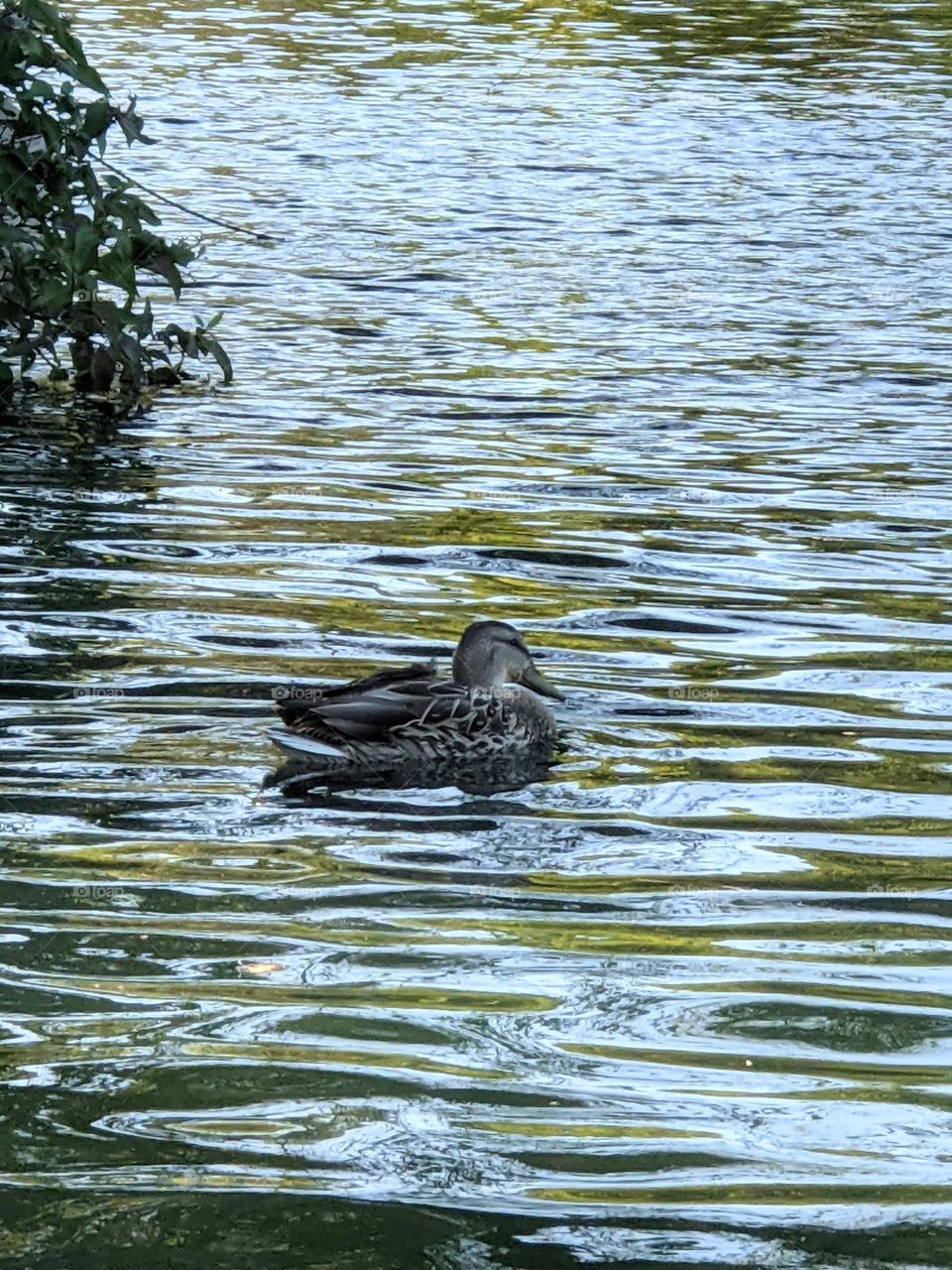 duck floating on the water