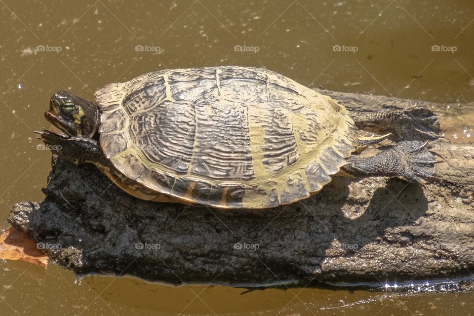 A yellow-bellied slider (Trachemys scripta scripta) stretches out in the sun on a log at Yates Mill County Park in Raleigh, North Carolina. Funny position could be used for many types of memes, such as surfing, or working out a cramped leg.