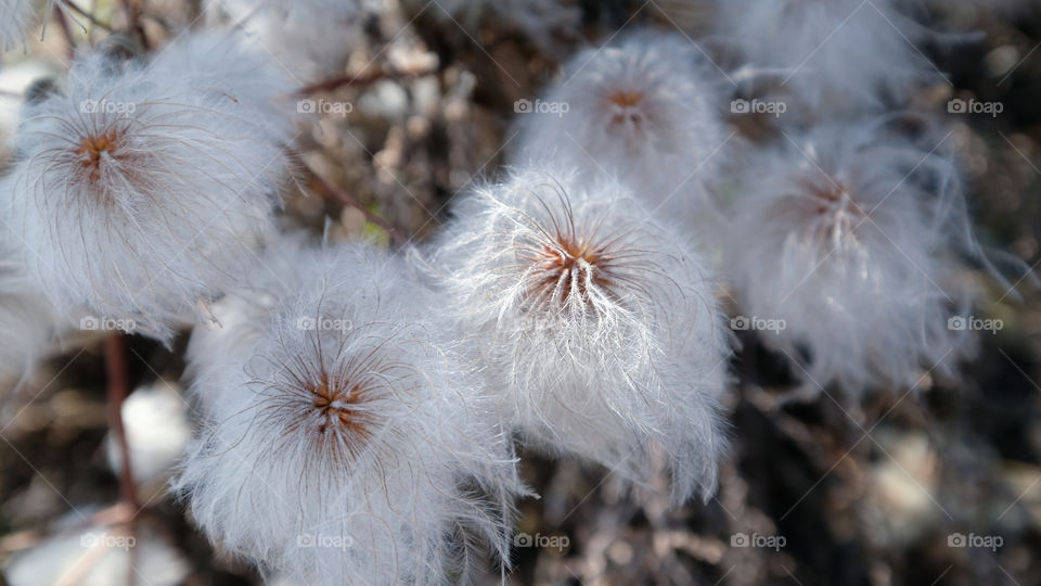 white pompon plant