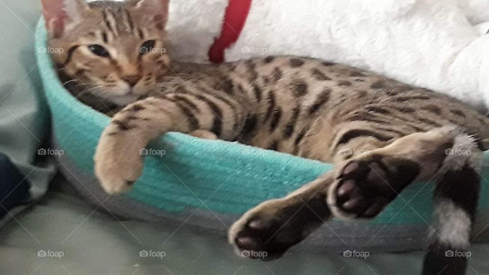 lazy kitten lazing about