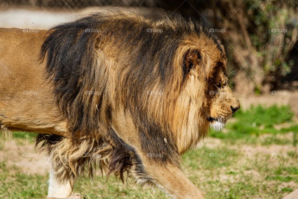 A male lion takes a walk to find a comfortable resting spot